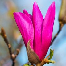 Magnolia 'Susan'