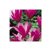 Magnolia giapponese 'Magnolia Susan' pianta in vaso 13 cm