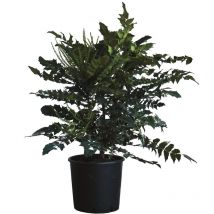 Mahonia x Media Charity - h 80-100 cm Vaso da Coltura ø 24 cm