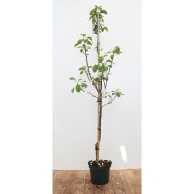 Malus 'Elstar' cac 150-200cm im 7,5L Topf
