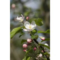 Malus 'Gloster 69' cac 5 l Terrassenobst 40-