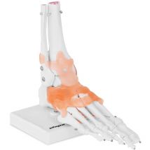 Physa - Maquette Anatomique Pied Humain Modèle Anatomique Squelette Du Pied Ligaments