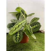 Maranta Leuconera Lemon Lime vaso 12 cm "pianta delle preghiera" Foto Reali