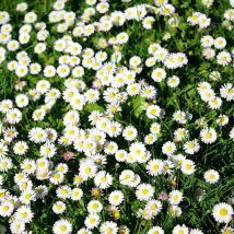 Margeriten Samen 8000 – Üppige Blüte, Garten & Container, Schnellaussaat, Dekorativ