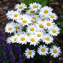 Margeriten Samen 2000 – Weiße Blüten, Garten, Balkon & Töpfe, Schnelle Und Einfache Aussaat
