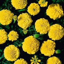 Marigold Boy o Boy Yellow 1 Seed Packet (115 Seeds)