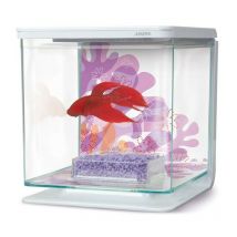 Marina - Betta Kit - Flower