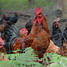 Maschendrahtzaun Set - 25m x 50cm Zaun - 20 Pfosten - 25x25 Zaunset Verzinkt Grün