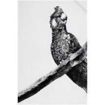 Iberahome - Maxwell & Williams Marini Ferlazzo Paño de Cocina con Diseño de Cacatúa de 100% Algodón, 50 x 70 cm – Blanco