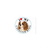 AZ - Medaglietta per cani di piccola taglia 20 r ze diverse spedizione gratis r za: cavalier king