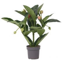Medinille magnifique - Medinilla magnifica - Hauteur 55-60cm - 17cm