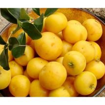 Mela Kei (Dovyalis caffra) Albero da frutto Raro Esotico 100 cm Foto Reali