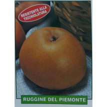 Mediterraneo Garden - Mela Ruggine Del Piemonte - Pianta Di 3 Anni