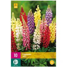 Mélange de 10 bulbes Lupin mix