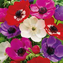 Melange De 30 Anemones De Caen Rouge