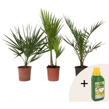 Plant In A Box - Mélange de palmiers d'extérieur - Set de 3 - Hauteur 50-70cm - 15cm