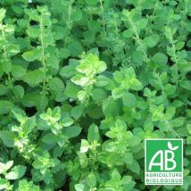 Plantes Avenue - Mélisse officinale bio | Conditionnement: Lot de 5 godets