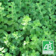 Mélisse officinale BIO/Godet - Blanche