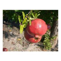 Melograno 1 pianta produce frutti grossi