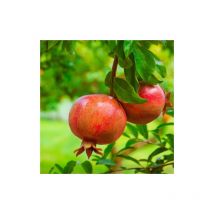 Melograno da frutto 'Punica granatum Wonderful' pianta a cespuglio in vaso 18 cm h. 175/200 cm