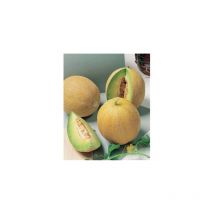 Melon blanc galia HF1 - Graines & potager - 1 g