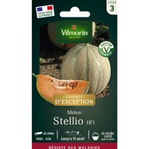 Vilmorin - Melon Stellio HF1 - Graines d'Exception