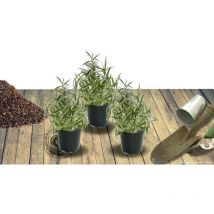 Plantes Avenue - Menthe à feuille de buddleia | Conditionnement: Lot de 3 godets