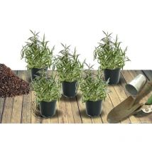 Plantes Avenue - Menthe à feuille de buddleia | Conditionnement: Lot de 5 godets