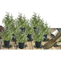 Plantes Avenue - Menthe à feuille de buddleia | Conditionnement: Lot de 9 godets