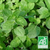 Menthe ananas BIO/Godet - Rose