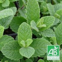 Plantes Avenue - Menthe fraise BIO/Lot de 5 godets - Rose