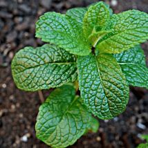Menthe glaciale