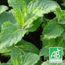 Plantes Avenue - Menthe poivrée crispée BIO/Lot de 3 godets - Rose