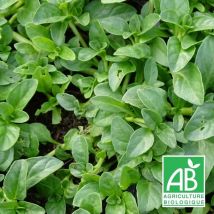 Menthe pouliot BIO/Lot de 5 godets