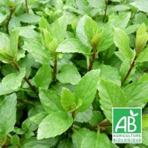 Menthe Suisse BIO/Godet - Rose