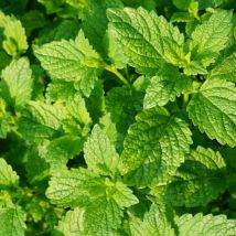 Menthe verte/Godet