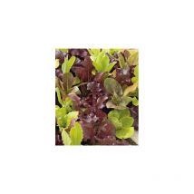 Mesclun - 3 g - Potager