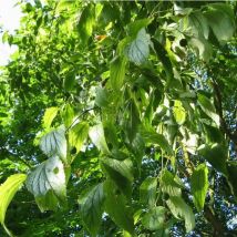Micocoulier de Provence (Celtis Australis)