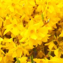 Mimosa de Paris 'Spectabilis' (Forsythia x Intermedia 'Spectabilis')