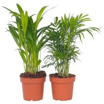 Plant In A Box - Palmiers d'intérieur - Set de 2 - Dypsis, Chamaedorea - Hauteur 25-40cm - 12cm