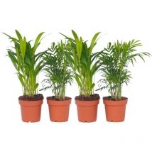 Plant In A Box - Palmiers d'intérieur - Set de 4 - Dypsis, Chamaedorea - Hauteur 25-40cm - 12cm
