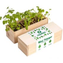 Mini potager d'herbes aromatiques Herbes aromatiques