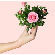 Pur Plant - Mini Rosal Rosa Plantas Naturales