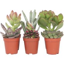 Mélange de petites succulentes - Set de 6 - Succulent Mix - H45935cm - 5,5cm
