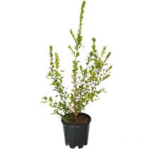 Pianta di MIRTO COMMUNIS Bacche nere fiore profumato VASO 16/18 CM FOTO REALE