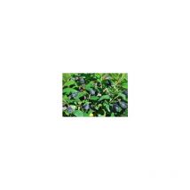 Mirto (Myrtus Communis) vaso 18cm