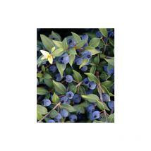 Mirto Sardo 'Myrtus Communis' Mirto Comune in vaso 9 cm