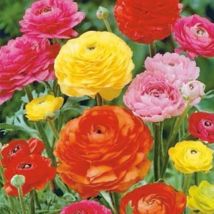 10 bulbes mix renoncules