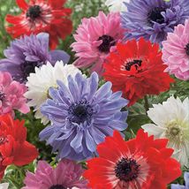JUB - mix de 15 anemones coronaria st. brigid