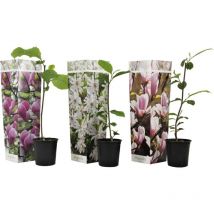 Plant In A Box - Arbre à tulipes - Set de 3 - Magnolia - Hauteur 25-40cm - 9cm